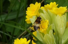 Leucozona lucorum