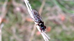 Platycheirus albimanus