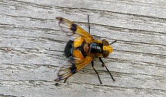 Volucella inflata