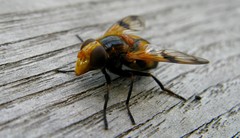 Volucella inflata