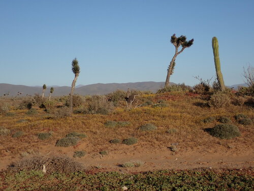 Image of Yucca valida by (c) Chris Fluit, some rights reserved (CC BY)