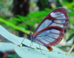 Pseudoscada florula genetyllis