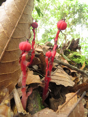 Monotropa coccinea