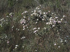 Podalyria biflora