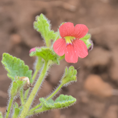 Jamesbrittenia breviflora