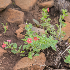 Jamesbrittenia breviflora