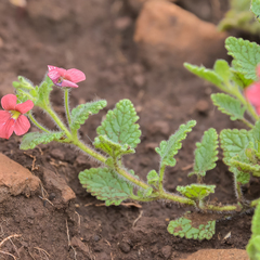 Jamesbrittenia breviflora