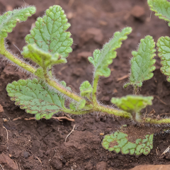 Jamesbrittenia breviflora