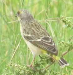 Crithagra citrinipectus