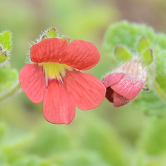 Jamesbrittenia breviflora