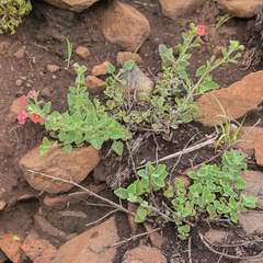 Jamesbrittenia breviflora