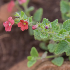 Jamesbrittenia breviflora