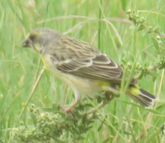 Crithagra citrinipectus