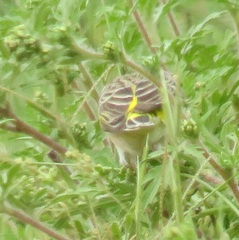 Crithagra citrinipectus