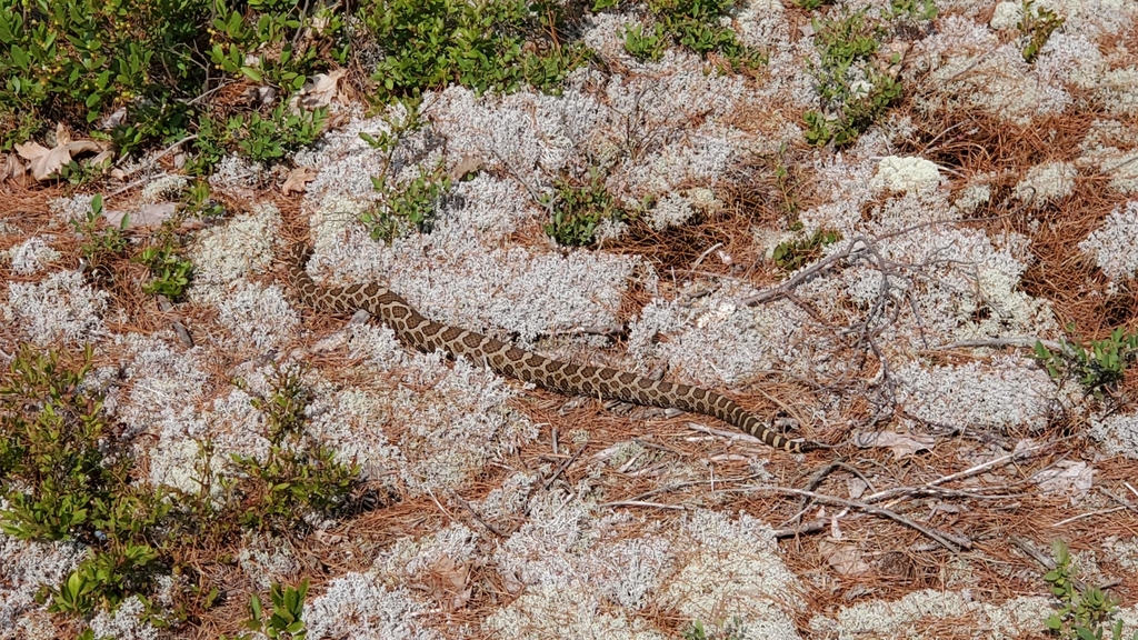 Eastern Massasauga Rattlesnake