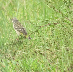 Crithagra citrinipectus