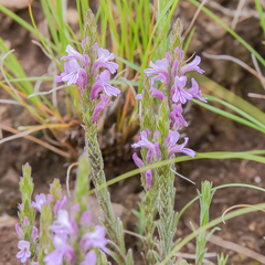 Striga bilabiata bilabiata