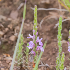 Striga bilabiata bilabiata