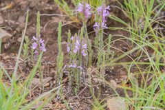 Striga bilabiata bilabiata