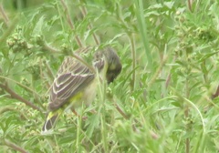 Crithagra citrinipectus