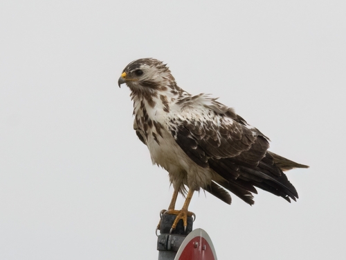 Foto de Common Buzzard