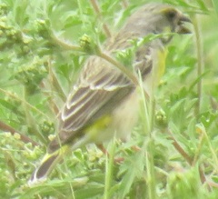 Crithagra citrinipectus