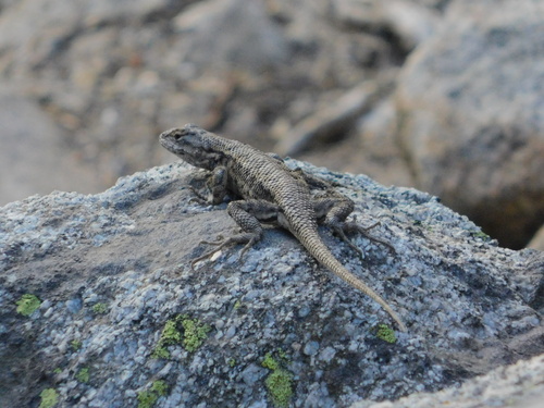 iNaturalist observation photo of Sierra Fence Lizard
