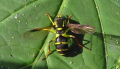 Xanthogramma pedissequum