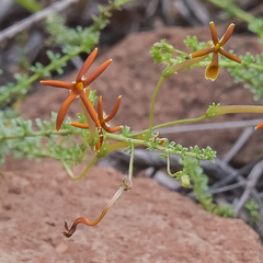 Jamesbrittenia atropurpurea