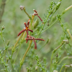 Jamesbrittenia atropurpurea