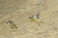 Crithagra citrinipectus