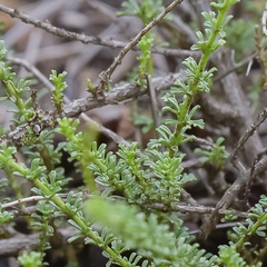 Jamesbrittenia atropurpurea