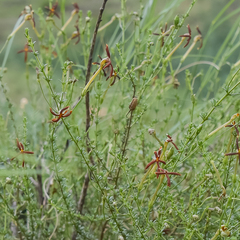 Jamesbrittenia atropurpurea