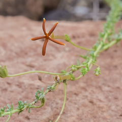 Jamesbrittenia atropurpurea