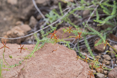 Jamesbrittenia atropurpurea