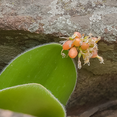 Haemanthus humilis