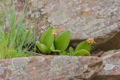 Haemanthus humilis