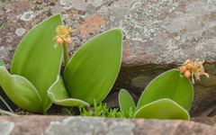 Haemanthus humilis