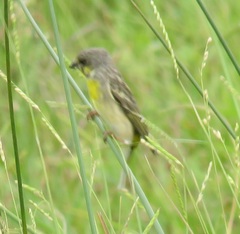 Crithagra citrinipectus