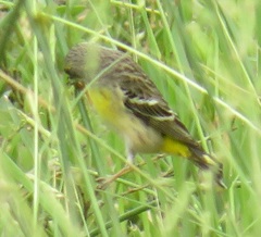 Crithagra citrinipectus