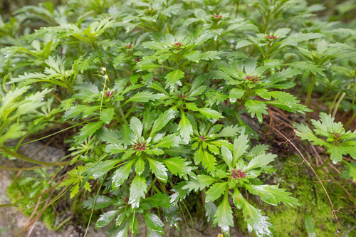 Rhodiola chrysanthemifolia, photograph 1