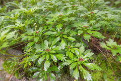 Morten Ross, CC BY, iNaturalist via GBIF Rhodiola chrysanthemifolia, photograph Morten Ross, CC BY, iNaturalist via GBIF