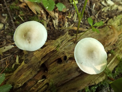 Pluteus pellitus