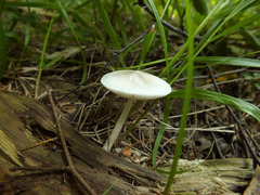 Pluteus pellitus