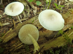 Pluteus pellitus