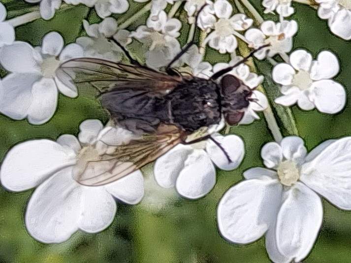 Bot Flies, Blow Flies, and Allies from Mississauga, ON, Canada on July