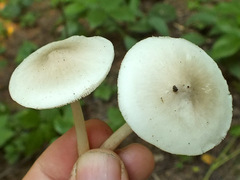 Pluteus pellitus