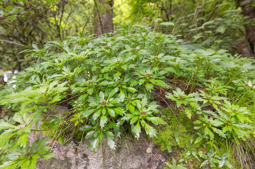 Rhodiola chrysanthemifolia, photograph 2