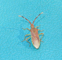 Gonocerus juniperi