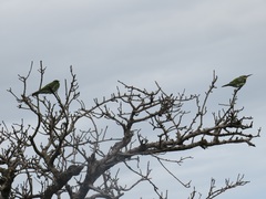 Merops persicus persicus